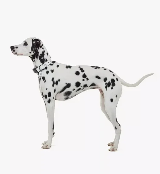 Pet Collar In Visetos
