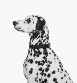 Pet Collar In Visetos