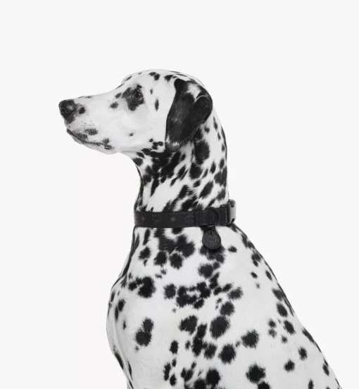 Pet Collar In Visetos