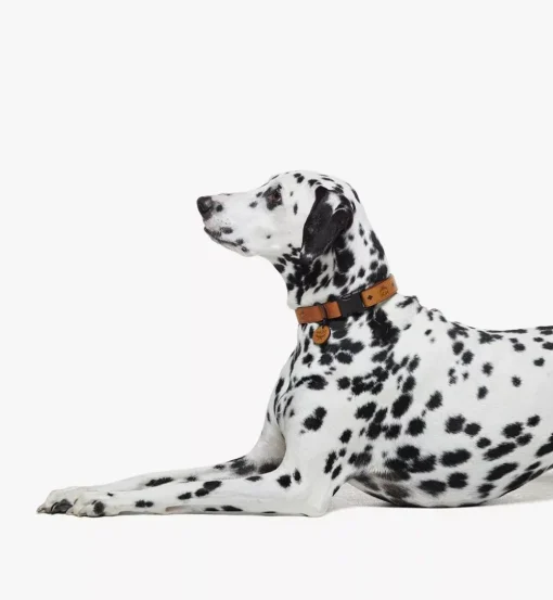 Pet Collar In Visetos
