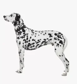 Pet Collar In Visetos