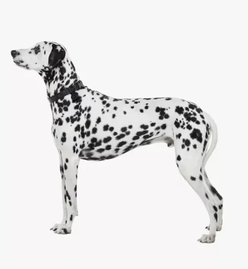 Pet Collar In Visetos