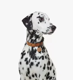 Pet Collar In Visetos