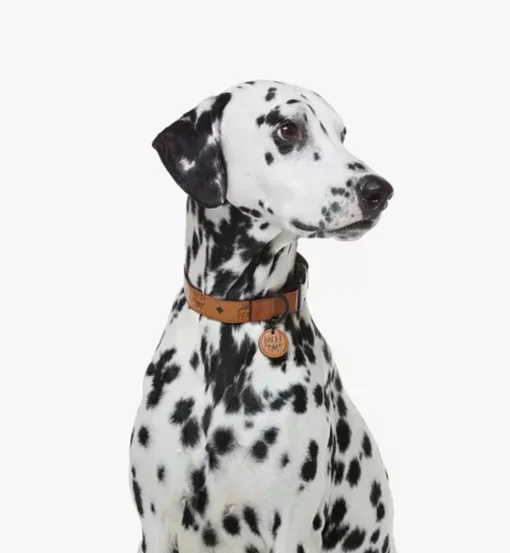 Pet Collar In Visetos