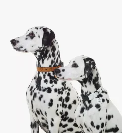 Pet Collar In Visetos
