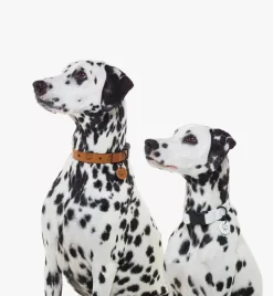 Pet Collar In Visetos