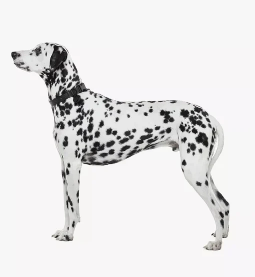 Pet Collar In Visetos
