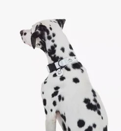 Pet Collar In Visetos