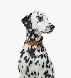 Pet Collar In Visetos