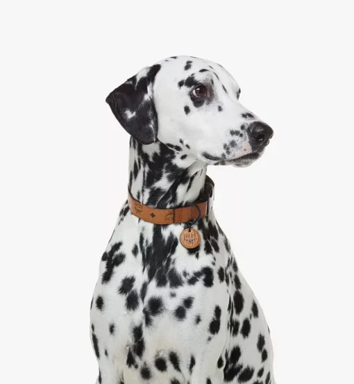 Pet Collar In Visetos