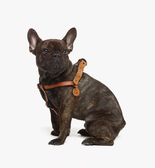 Pet Harness In Visetos