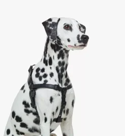 Pet Harness In Visetos