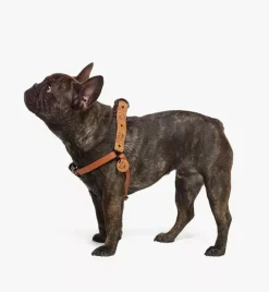 Pet Harness In Visetos