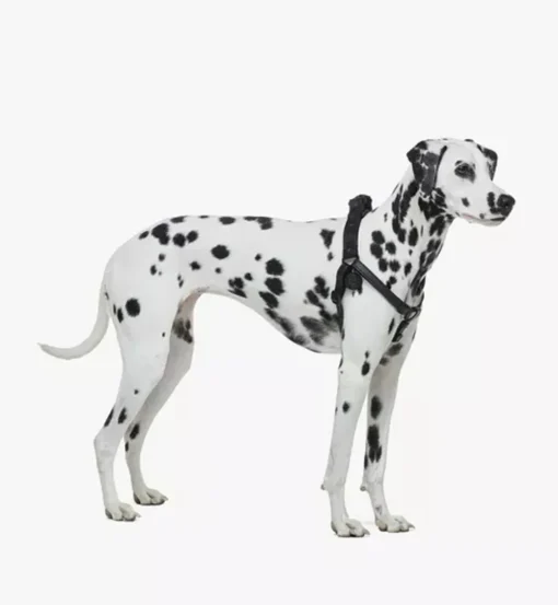 Pet Harness In Visetos