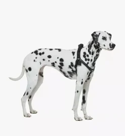 Pet Harness In Visetos