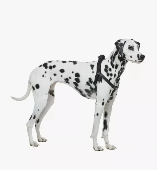Pet Harness In Visetos