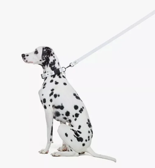 Pet Leash In Visetos