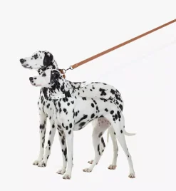 Pet Leash In Visetos