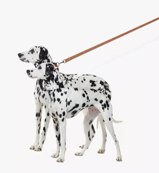 Pet Leash In Visetos